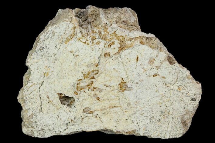 Fossil Triceratops Frill Section - North Dakota #117292